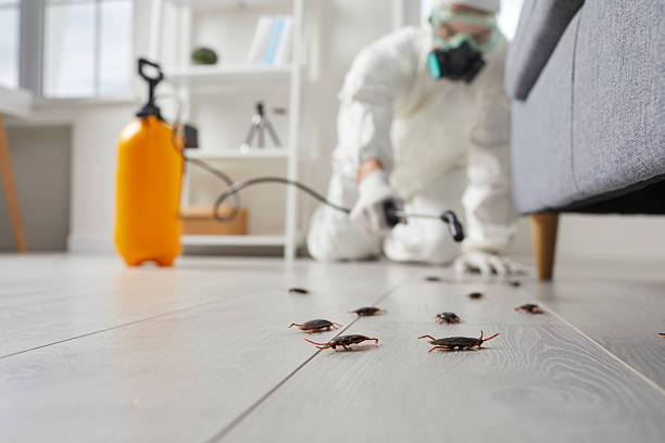 Commercial Rodent Management in Rockwell